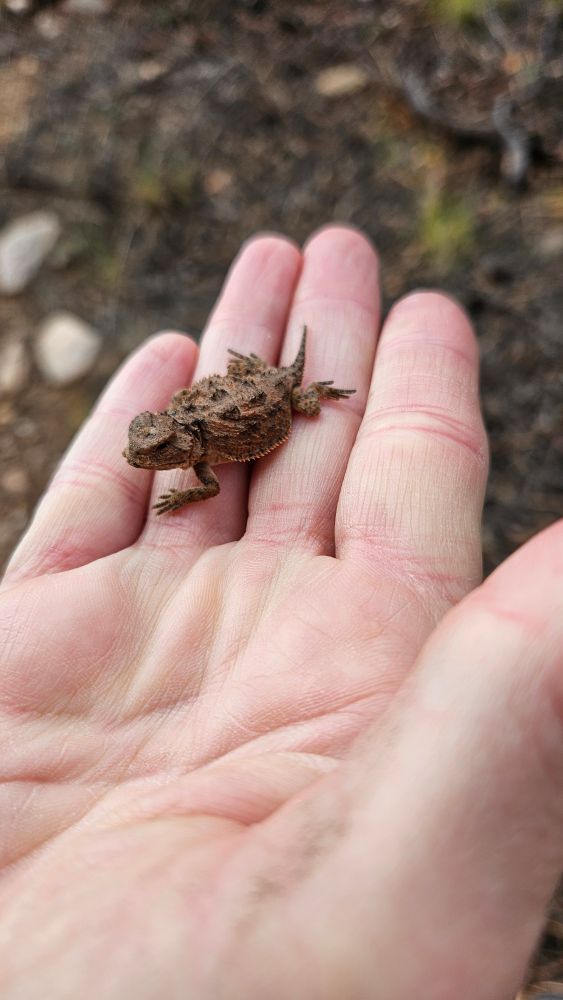 A tiny baby horned lizard (aka a horny toad) in the hand of a white woman. The blurry background is presumably dirt and leaf litter and whatnot. The tiny horned lizard looks very grumpy, as always.