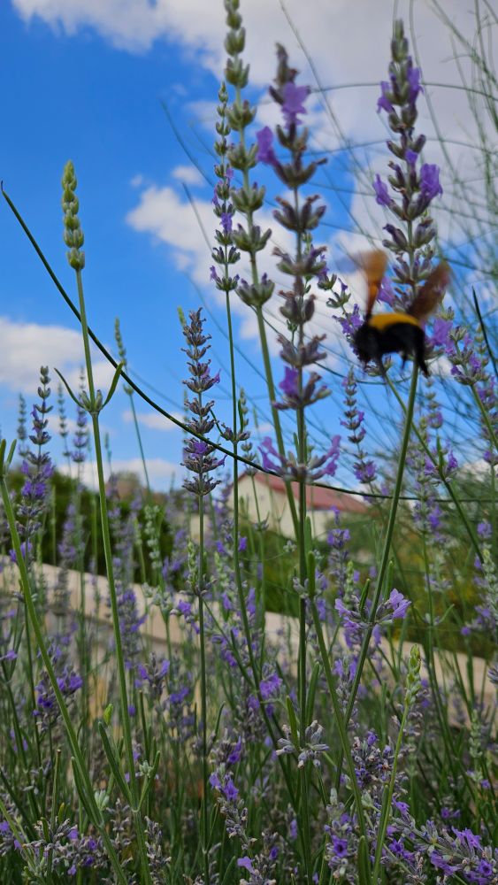 A large black & yellow Sonoran Bumblebee, mid-flight from one lavender stalk to another on the same bush brimming with purple flowers and buds ready to pop any day. The bee is blurry in the foreground. A house and beautiful blue sky with fluffy white clouds are in the background.