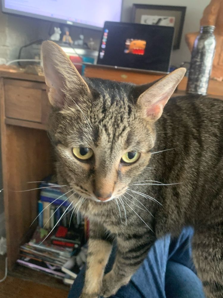 Our cat Kaiju, a brown striped cat.