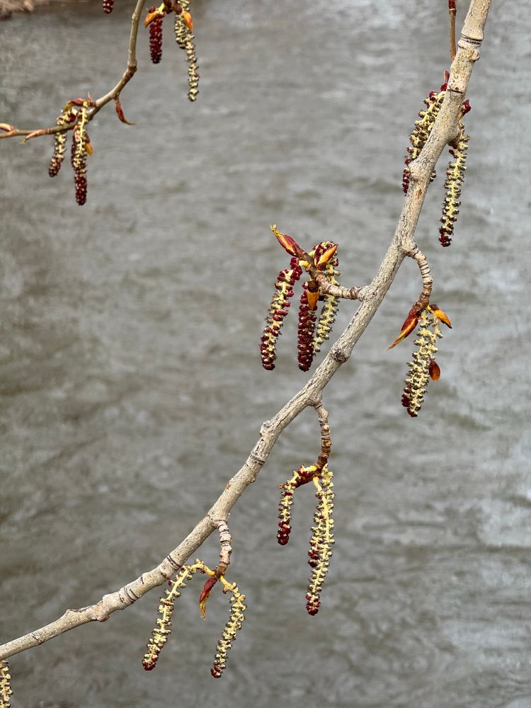 Cottonwood catkins dangle from a branch set against a river