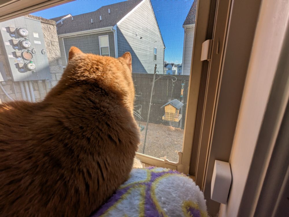 Cat looking out window at bird feeders