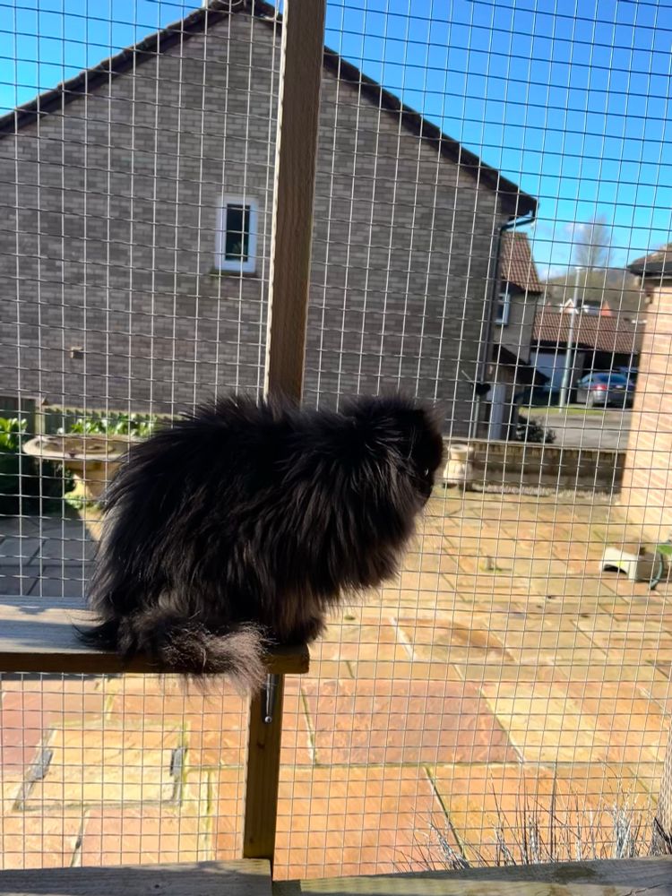 Catio time in Spring 