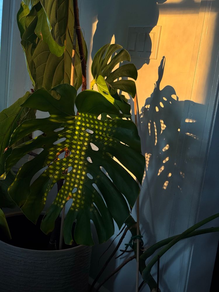 Canning light on a large house plant 