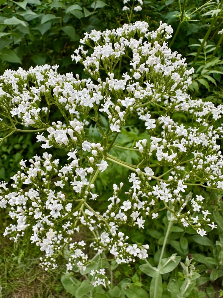 Blühender Baldrian.