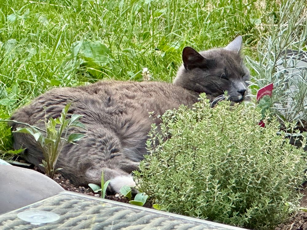 Eine graue Katze mit einem kleinen weißen Fleck unter der Nase dämmert im Kräuterbeet vor sich hin.
