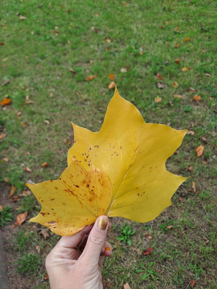 Zwei gelbe Blätter des Tulpenbaums, sie ähneln der Form entfernt einer Tulpenblüte.