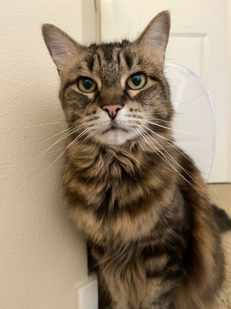 My cat, a tabby Maine Coon mix, posing for the camera. Her fur is very floofy and pushed back on the sides of her face.
