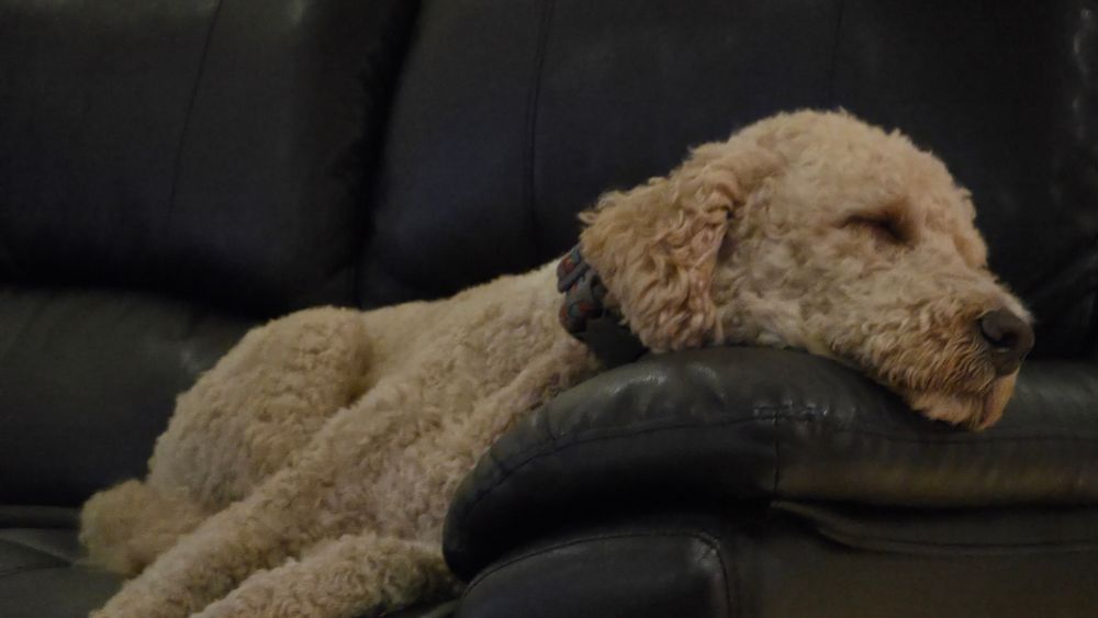 Time line cleanse with a picture of my sleeping golden-doodle.