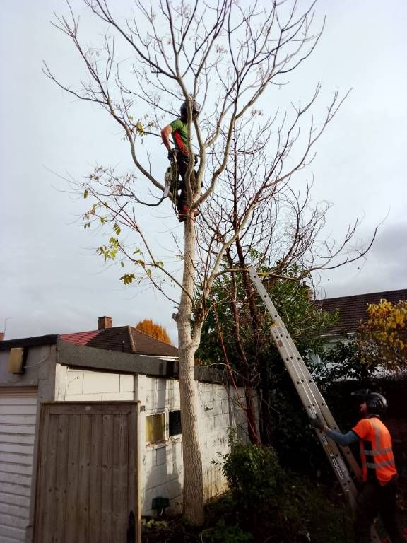 A man in safety gear at the top of a tree next to a garage. Another man in safety gear stands on the ground holding a ladder