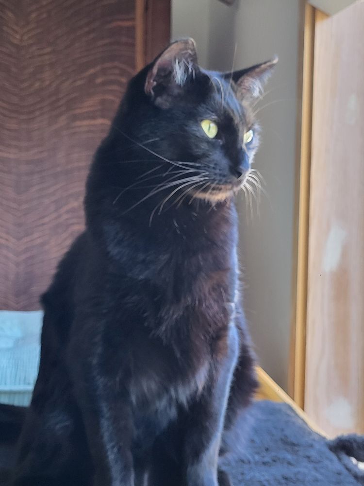 A short-haired, golden-eyed black cat looks out a window at a sunny day with her white whiskers glistening.