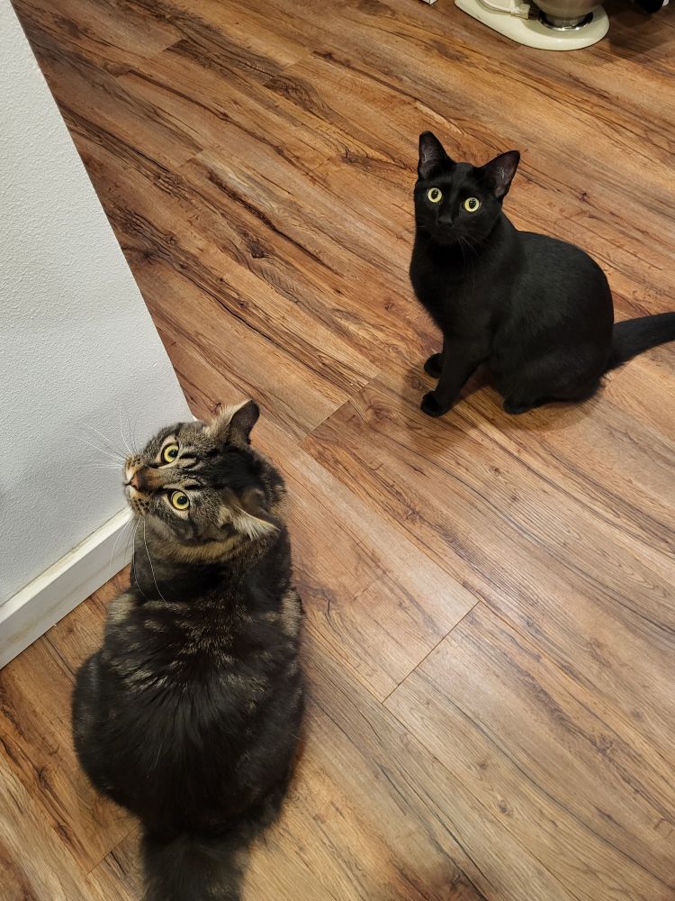 A large, long-haired, dark tabby cat and a small, short-haired black cat looks up with innocent expressions.