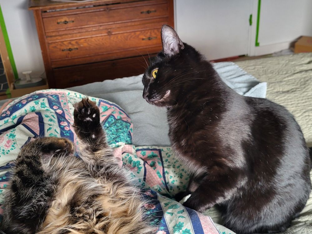 The golden eyes of a shiny black cat narrow as she tenses before leaping onto her tabby sister. 