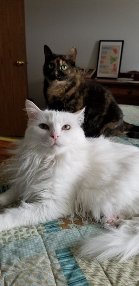 A pure white cat with long hair lies on a bed and looks skeptically at the camera. Her tortie housemate lurks in the background.