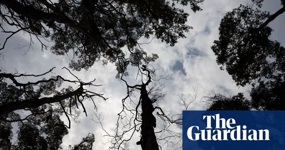 They are relics of the Gondwana age but five years after Australia’s black summer these trees are dying a ‘long, slow death’