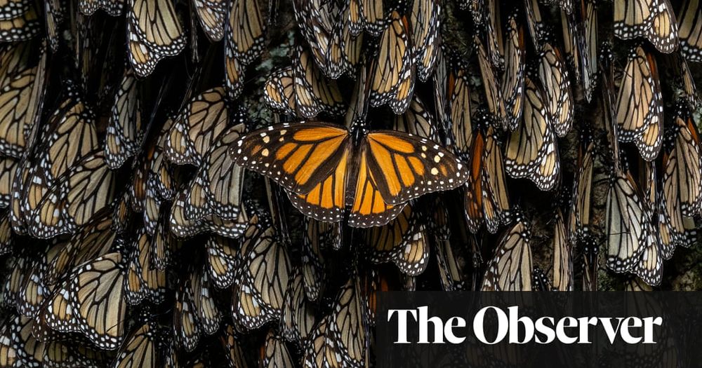 ‘Every tree used to be blanketed with them’: photographer captures campaign to save monarch butterfly