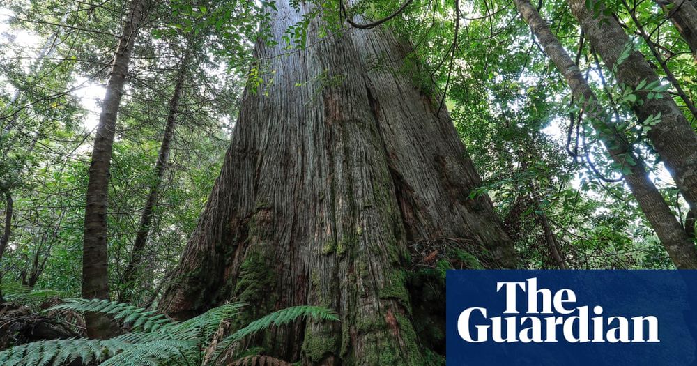 Albanese urged to ditch Howard-era native forest logging exemptions