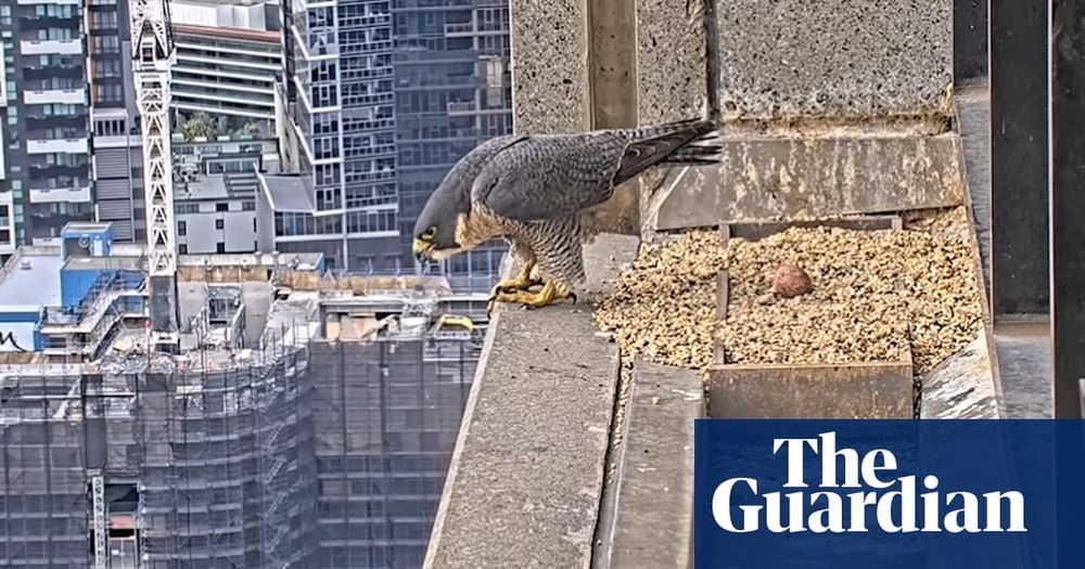 New peregrine falcon takes a meal and nurses egg atop Melbourne skyscraper – video