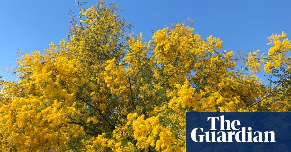 Australia’s early spring brings budding flowers, chirping birds – and climate alarm