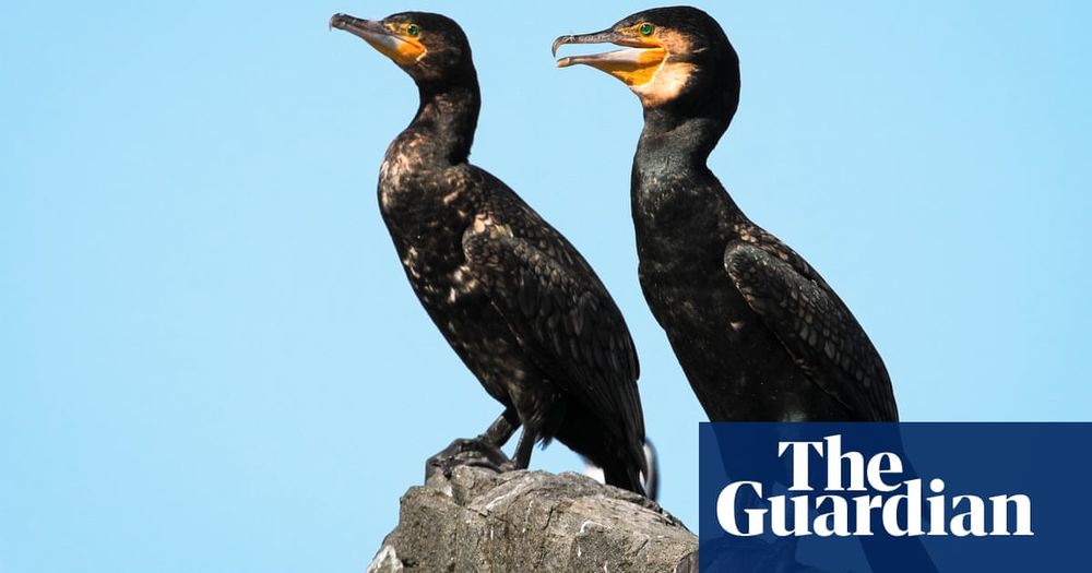 Dozens of cormorants shot by Tasmanian salmon farm operator