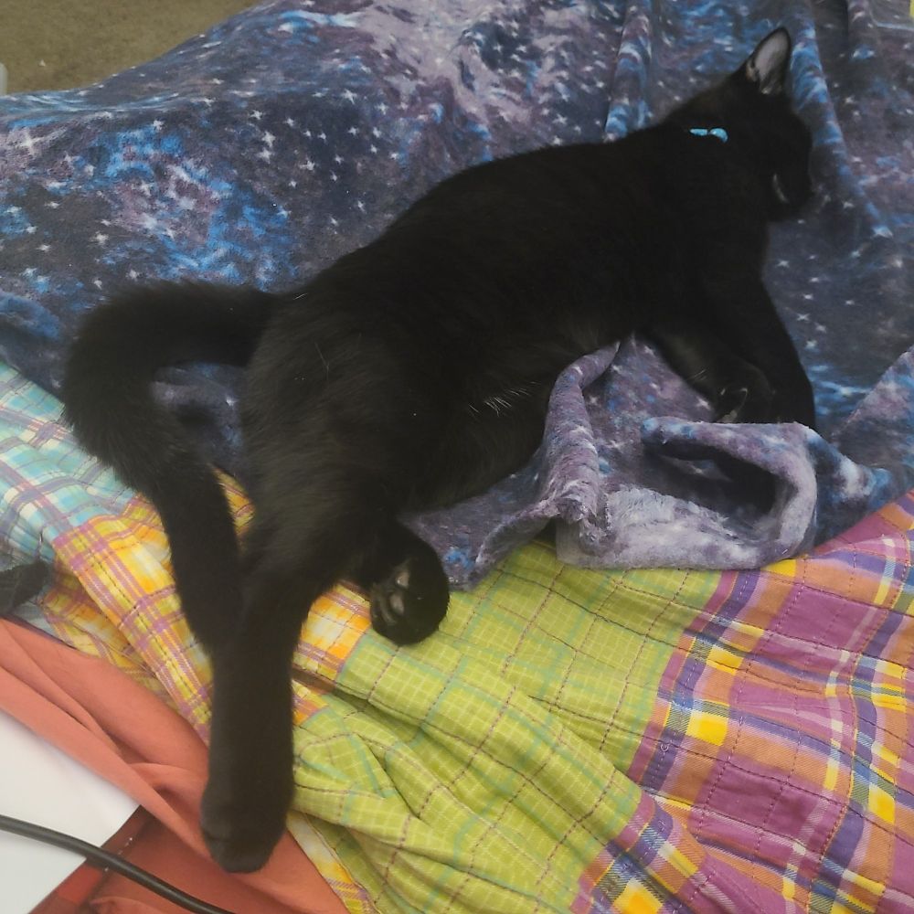 A s-t-r-e-t-c-h-e-d out black kitten snoozes contentedly atop colorful covers