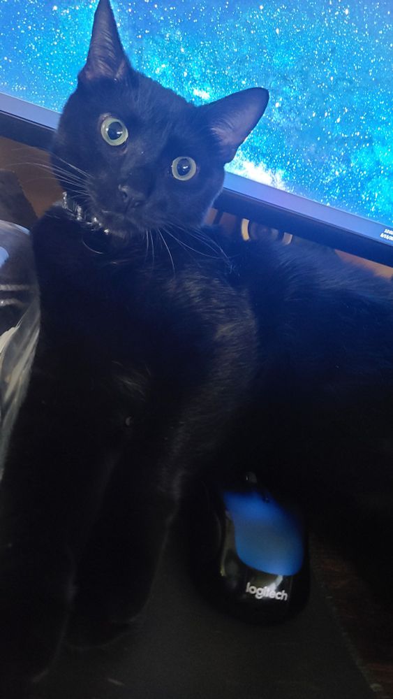 A black cat lies on top of a computer desk backlit by a monitor. The Logitech logo of one computer mouse is barely visible beneath his chest, while another wireless mouse rests nearby, presently unmolested by the cat. There is no sign of the the third wireless mouse mentioned in the post.