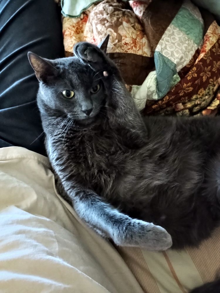 The handsomest boy Russian blue cat curled up against me in a weird pose that looks like he's saluting me