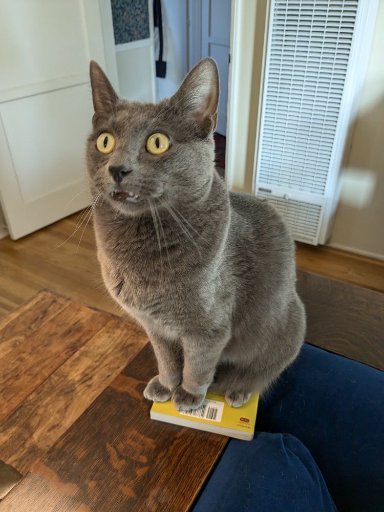 My cat Ernst, gray with yellow eyes opened disconcertingly wide, sitting with all four feet on a small paperback novel by Pasolini
