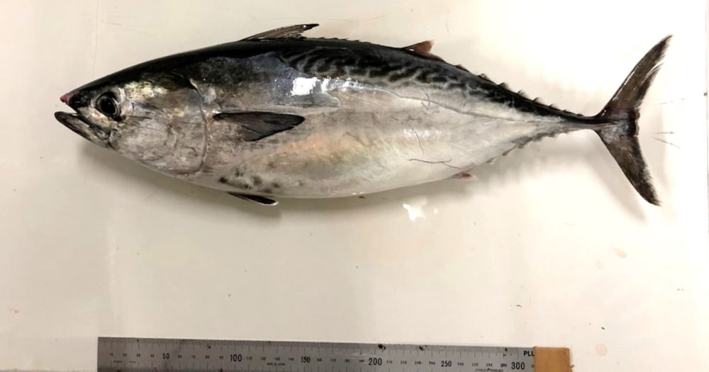 マグロの精子作る小型魚開発、成熟期間６分の１に　東京海洋大学 - 日本経済新聞