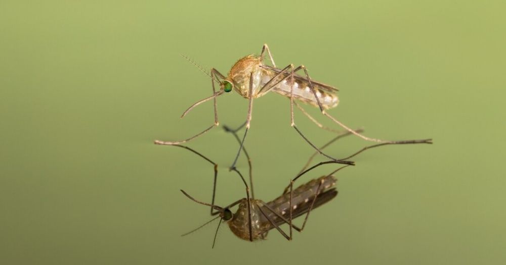 もしも世界の蚊を根絶したら　生態系や人間生活への影響　ナショナル ジオグラフィック - 日本経済新聞