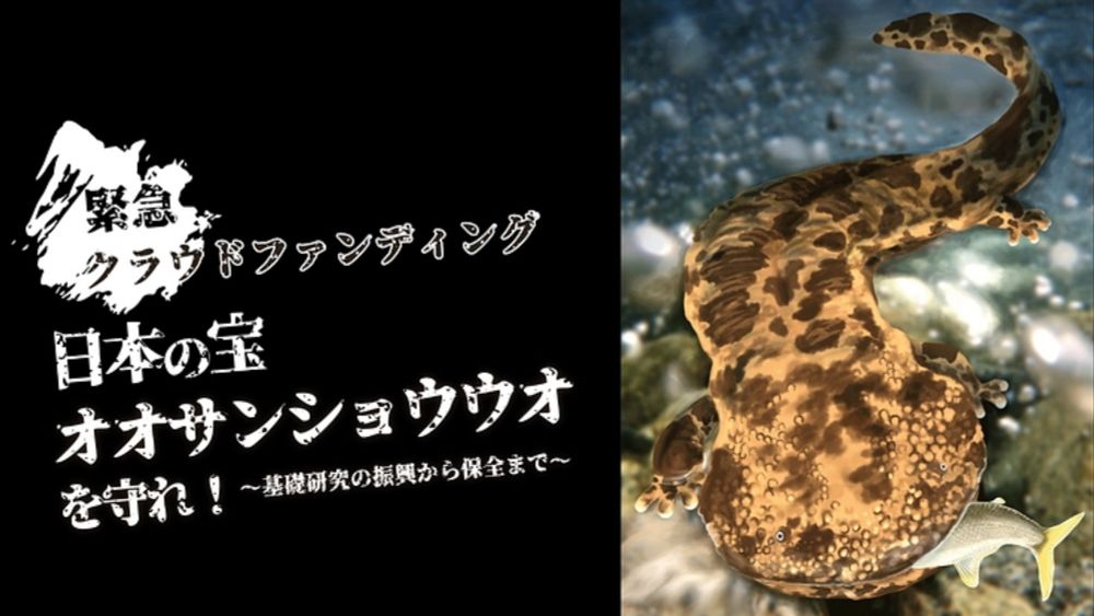 緊急事態！日本の宝・オオサンショウウオ絶滅の危機をみんなで救おう！ - クラウドファンディング READYFOR