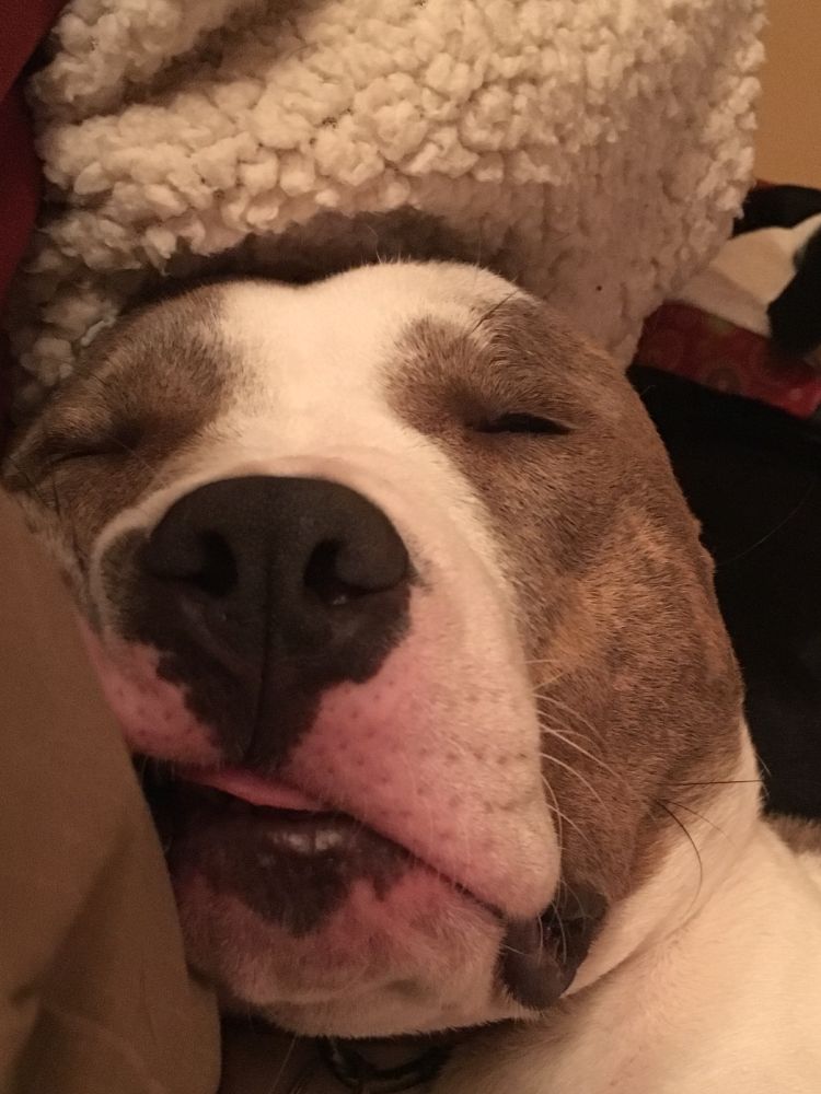 a shitty phone photo of a blissfully asleep, brindle and white pit bull. the tip of his tongue is sticking out. 

behind him is a black and white boxer mix, also deep asleep.