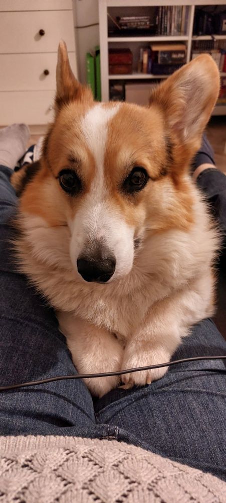 Corgi tricolore de fasse. Allongé sur mes jambes. All fluff out