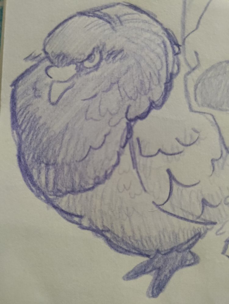 A very round and fluffy pigeon looking grumpy at the camera. There's minimal shading and a little blush <3