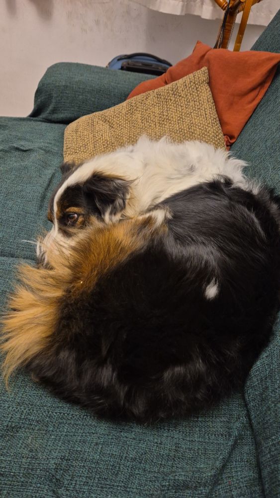 Foto da Maya, minha cachorra da raça border collie, enrolada no sofá.