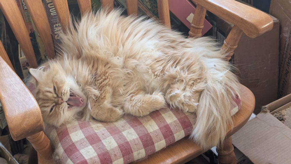 A ginger Persian curls up on a wooden dining chair with a red gingham cushion. Her mouth is wide open in a yawn or maybe a snarl.