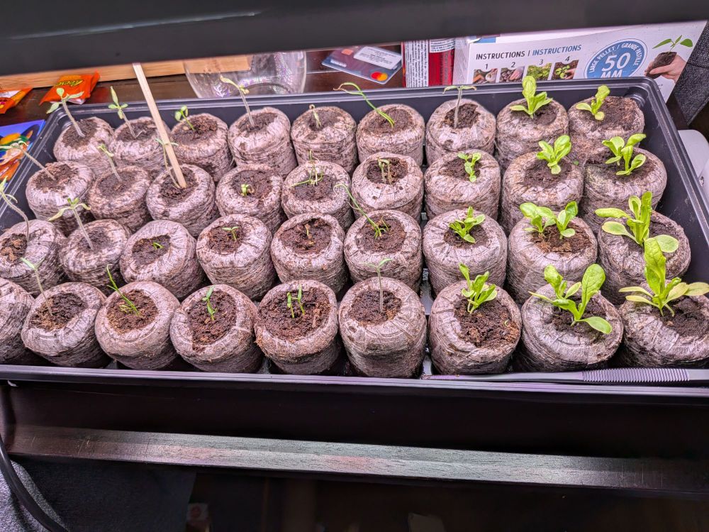 Seedlings!