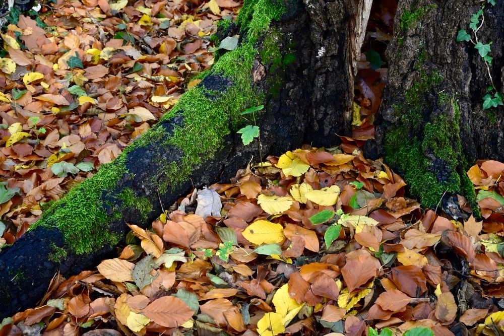 Buntes Laub an einer bemoosten Baumwurzel