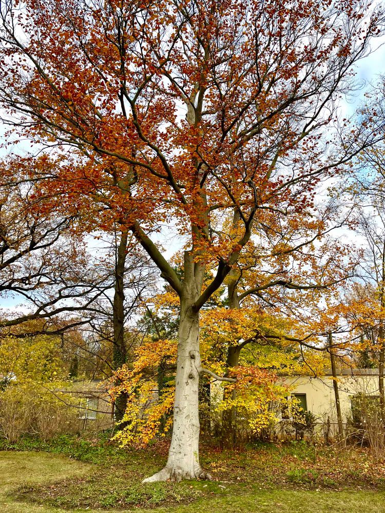 Ein bunter Baum vor einem kleinen Gebäude 