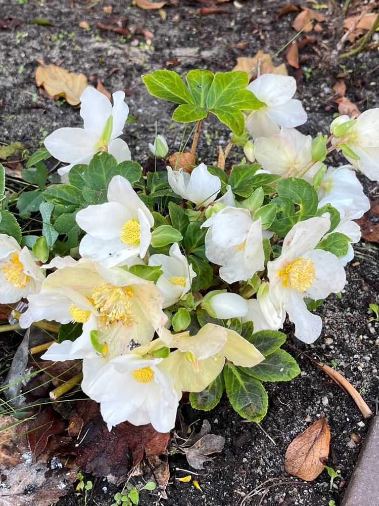 Blühende Winterlinge im Vorgarten 
