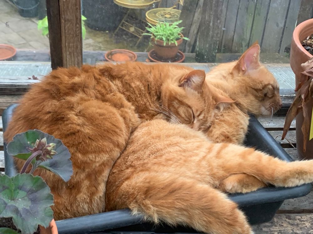 Two ginger cats are asleep in a tray of soil in a greenhouse. Betsy’s head is on Ginger’s side. Ginger’s tail and one back leg are hanging over the edge of the tray. 