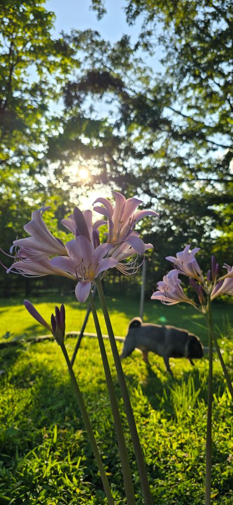 Photo of my naked lady lilies that just bloomed this morning in the setting sun. And my dog milling around in the background