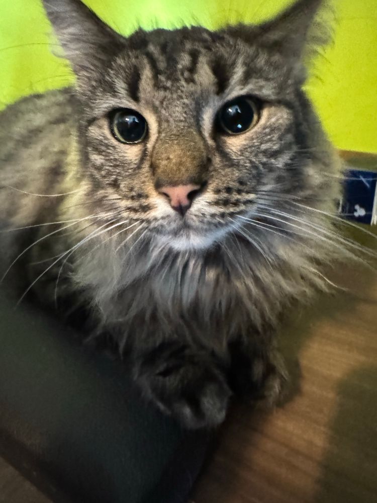 A tabby cat maine coon on a bench in front of a bright green wall 