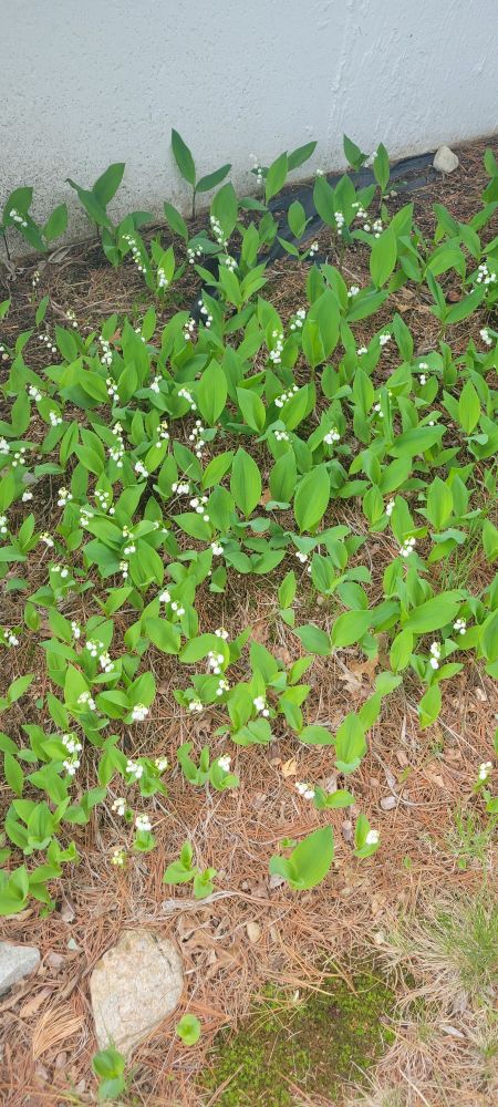 A bed of Lilly of the valley flowers 