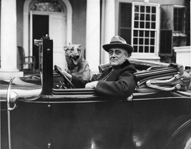 Photo de Franklin Delano Roosevelt dans sa voiture avec son chien. Roosevelt est évidemment assis