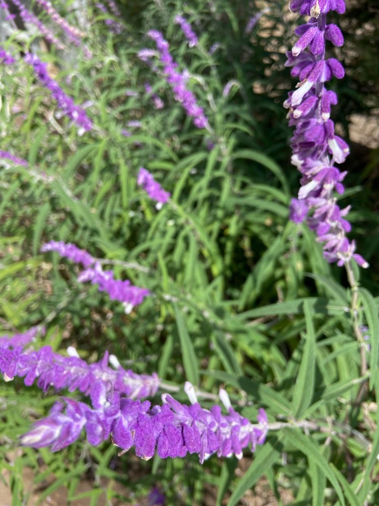 Picture of a Mexican sage bush, with silver green leaves and purple and white flowers on tall vertical branches.