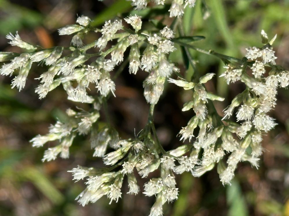 Close up of the white thoroughwort flowers. 