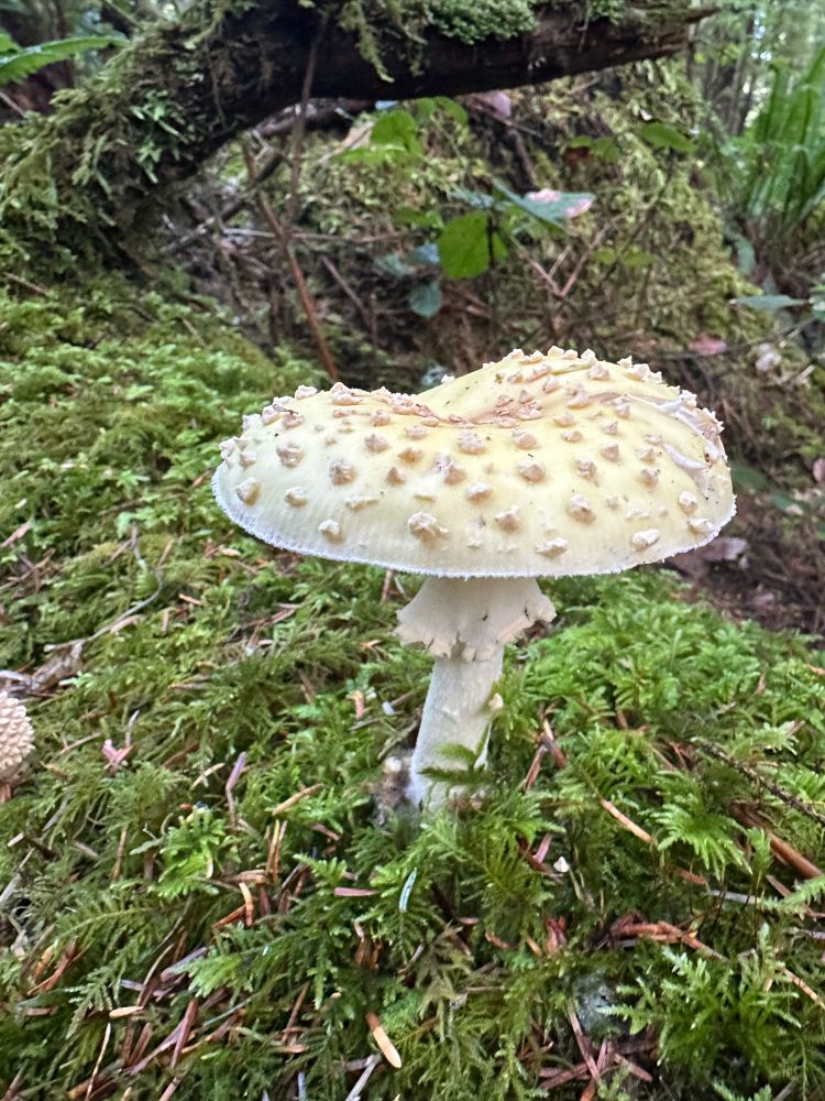 A white mushroom popping out of the moss. Amanita muscaria var. alba (Amanita chrysoblema).