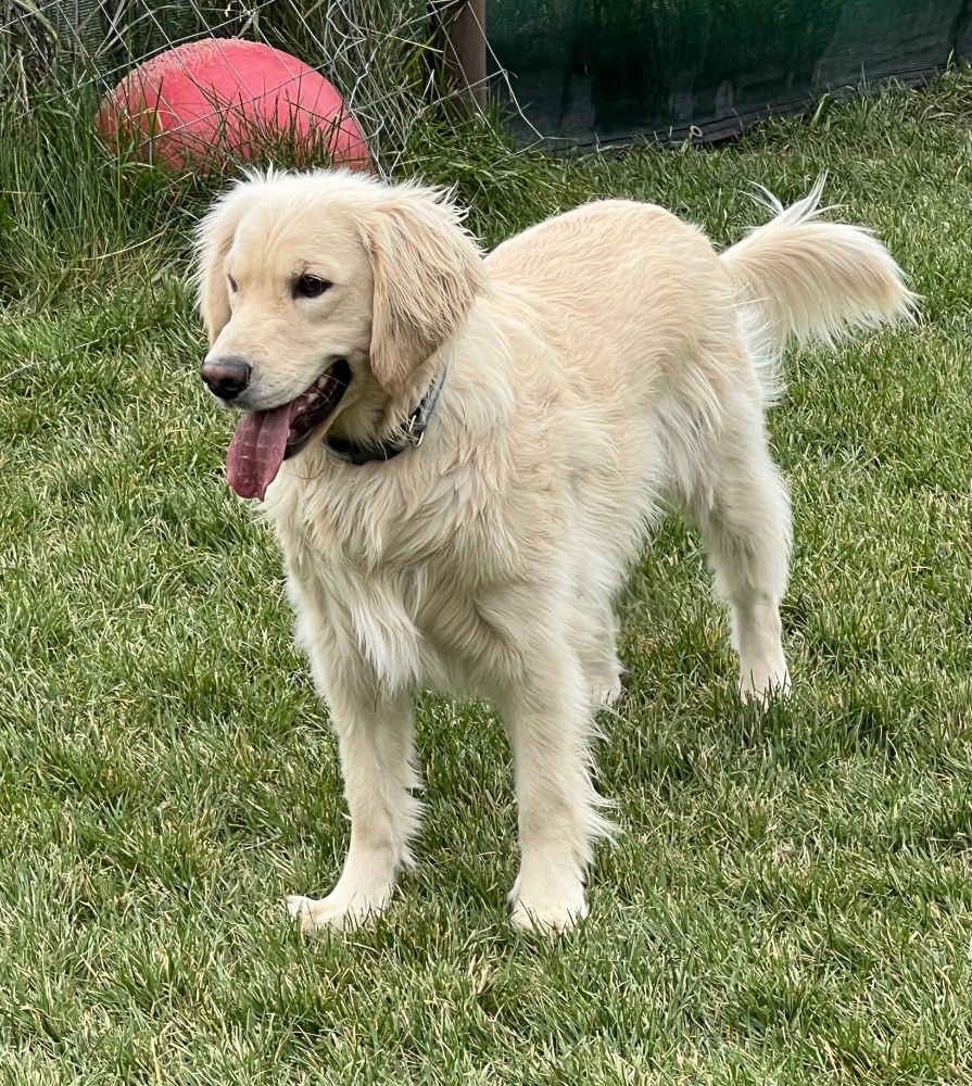Max the mini cream golden retriever 