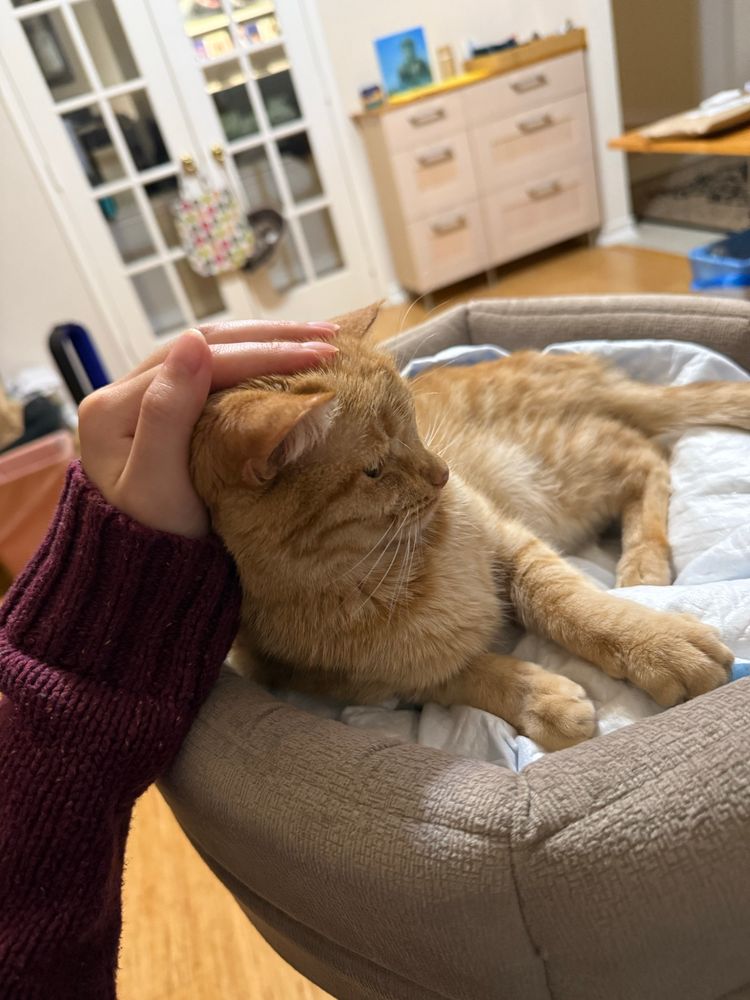 orange cat getting pets