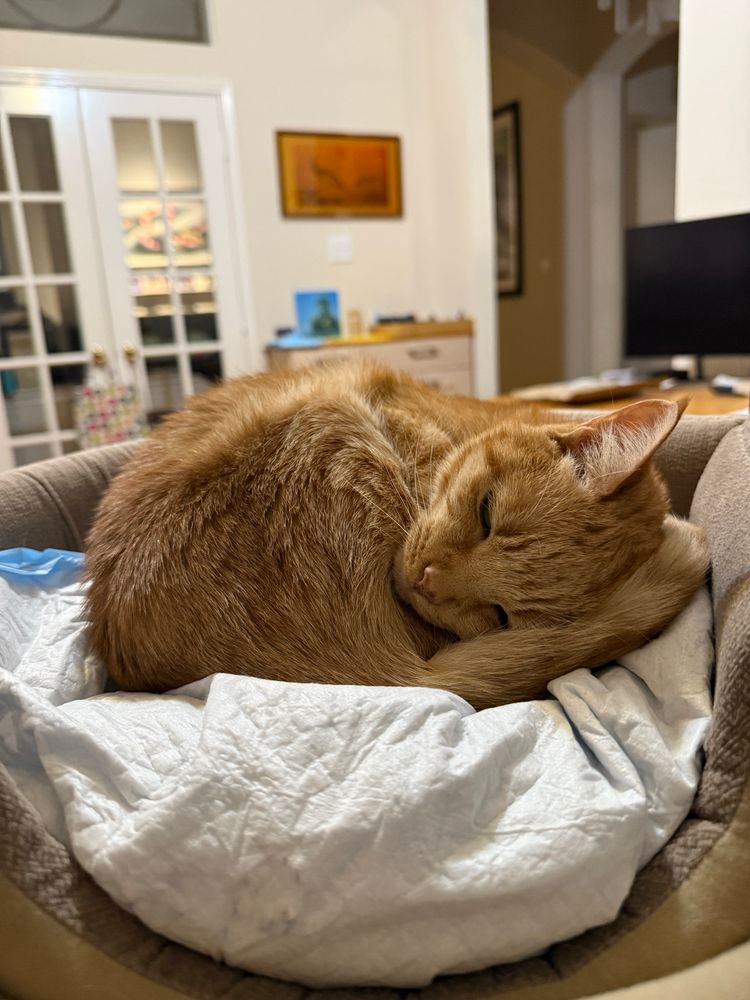 sleeping orange cat